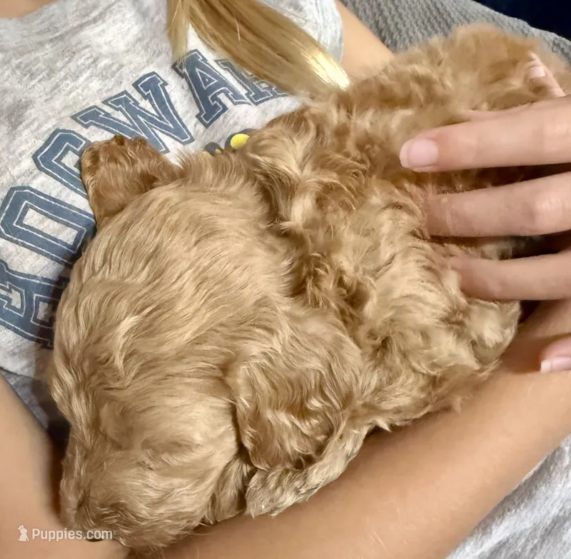 Jay – Goldendoodle puppy for sale in Denison, TX