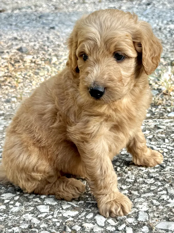 Cool Hand Luke – Goldendoodle puppy for sale in Denison, TX