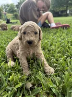 Sue, a female Goldendoodle for sale in Denison, TX – 2 of 4