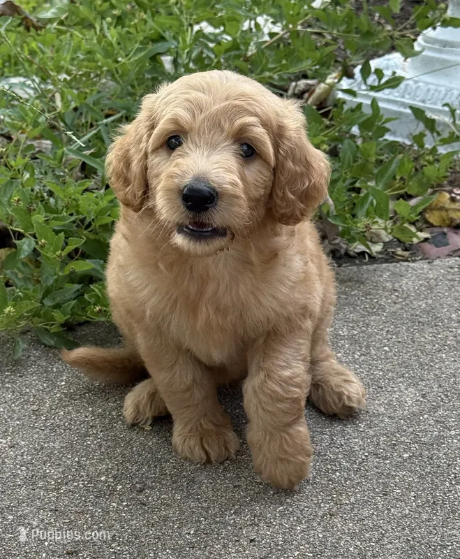 Jake – Goldendoodle puppy for sale in Denison, TX
