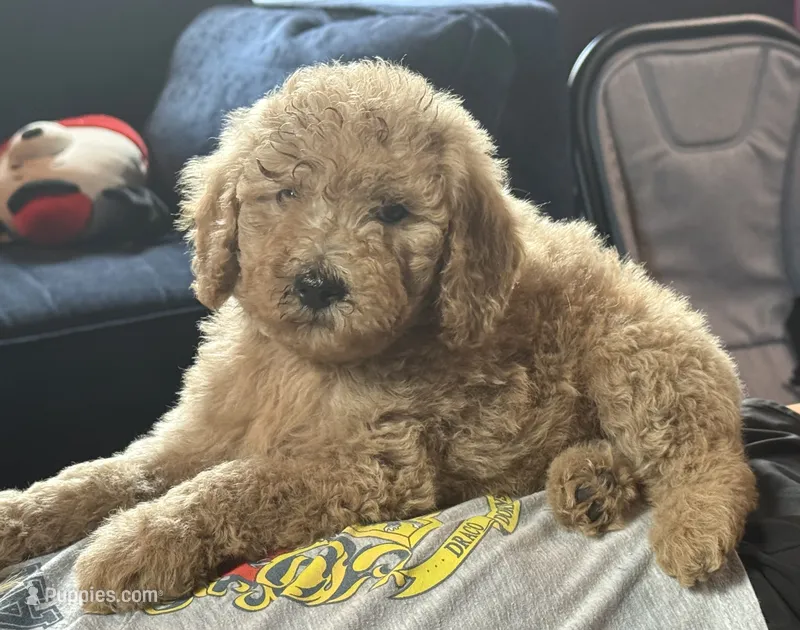 Sue – Goldendoodle puppy for sale in Denison, TX