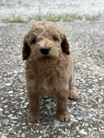Joe, a male Goldendoodle for sale in Denison, TX – 7 of 9