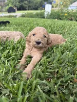 Lyla, a female Goldendoodle for sale in Denison, TX – 1 of 5