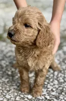 Joe, a male Goldendoodle for sale in Denison, TX – 2 of 9