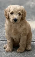 Jake, a male Goldendoodle for sale in Denison, TX – 2 of 10