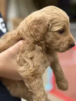Jax, a male Goldendoodle for sale in Denison, TX – 4 of 8
