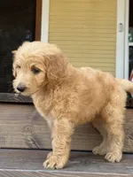 Jake, a male Goldendoodle for sale in Denison, TX – 10 of 10