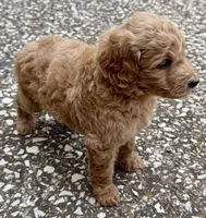 Joe, a male Goldendoodle for sale in Denison, TX – 8 of 9