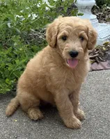 Jake, a male Goldendoodle for sale in Denison, TX – 7 of 10