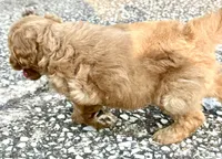 Cool Hand Luke, a male Goldendoodle for sale in Denison, TX – 3 of 3
