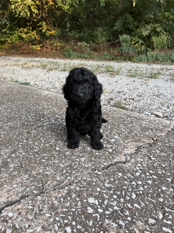 Oliver – Goldendoodle puppy for sale in Denison, TX