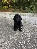 Oliver, a male Goldendoodle for sale in Denison, TX – 1 of 1