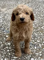 Joe, a male Goldendoodle for sale in Denison, TX – 6 of 9