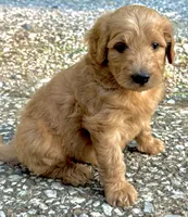 Cool Hand Luke, a male Goldendoodle for sale in Denison, TX – 2 of 3