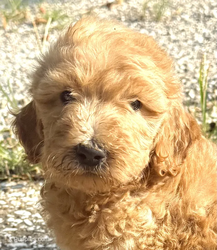 Dolly – Goldendoodle puppy for sale in Denison, TX