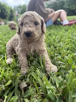Sue, a female Goldendoodle for sale in Denison, TX – 3 of 4