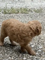 Jax, a male Goldendoodle for sale in Denison, TX – 7 of 8