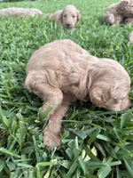 Jay, a male Goldendoodle for sale in Denison, TX – 5 of 5