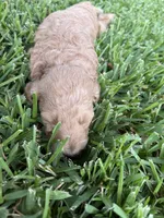 Lyla, a female Goldendoodle for sale in Denison, TX – 4 of 5
