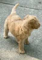 Jake, a male Goldendoodle for sale in Denison, TX – 6 of 10