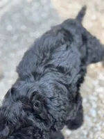 Ace, a male Goldendoodle for sale in Denison, TX – 2 of 4