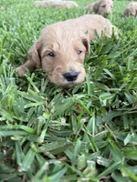 Jay, a male Goldendoodle for sale in Denison, TX – 4 of 5