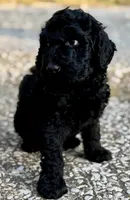 Ace, a male Goldendoodle for sale in Denison, TX – 3 of 4