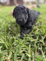 Jack, a male Goldendoodle for sale in Denison, TX – 2 of 6
