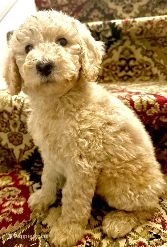 Sue – Goldendoodle puppy for sale in Denison, TX