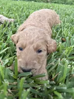 Lyla, a female Goldendoodle for sale in Denison, TX – 2 of 5