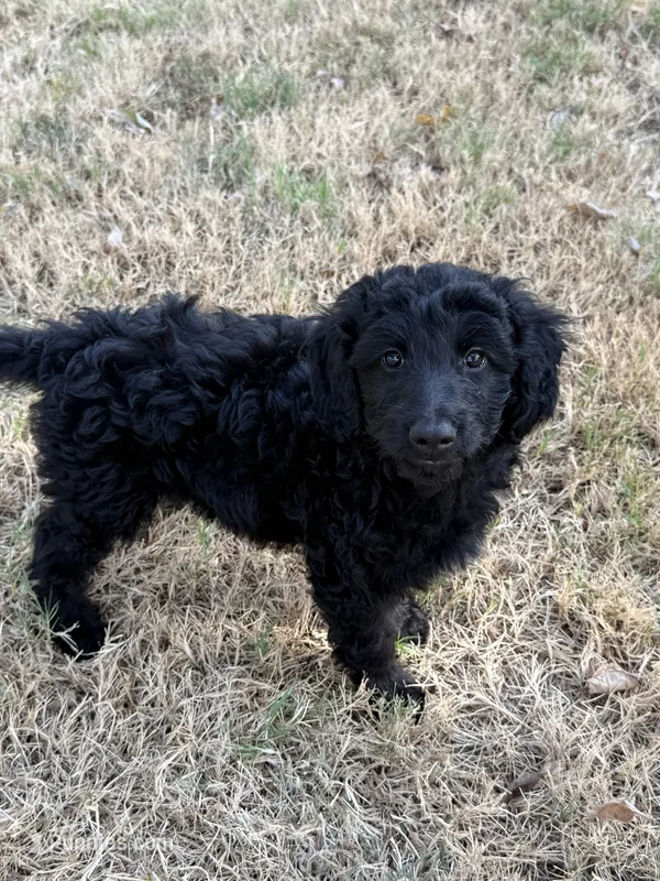 Oliver – Goldendoodle puppy for sale in Denison, TX