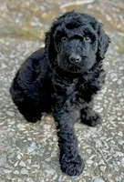 Ace, a male Goldendoodle for sale in Denison, TX – 1 of 4