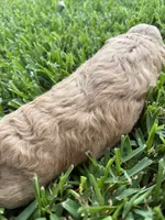 Lyla, a female Goldendoodle for sale in Denison, TX – 3 of 5