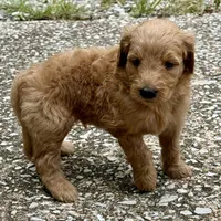 Jax, a male Goldendoodle for sale in Denison, TX – 5 of 8