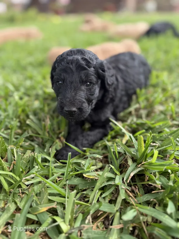 Jack – Goldendoodle puppy for sale in Denison, TX