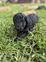 Jack, a male Goldendoodle for sale in Denison, TX – 1 of 6