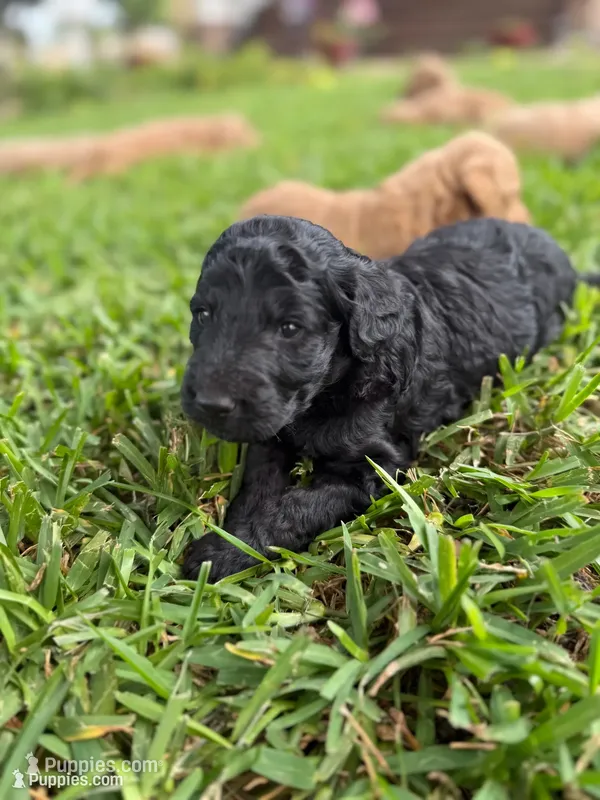 Jack – Goldendoodle puppy for sale in Denison, TX