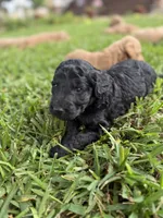 Jack, a male Goldendoodle for sale in Denison, TX – 5 of 6