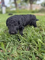 Jack, a male Goldendoodle for sale in Denison, TX – 4 of 6