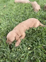 Jay, a male Goldendoodle for sale in Denison, TX – 2 of 5