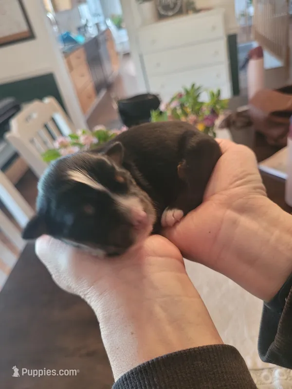 Gloria – Australian Shepherd puppy for sale in Newberg, OR