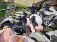 Gloria, a female Australian Shepherd for sale in Newberg, OR – Photo 3 of 3