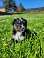 Gloria, a female Australian Shepherd for sale in Newberg, OR – Photo 5 of 5