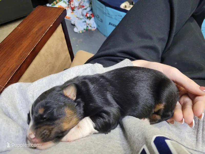 Gloria – Australian Shepherd puppy on hold in Newberg, OR