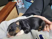Gloria, a female Australian Shepherd for sale in Newberg, OR – Photo 2 of 3