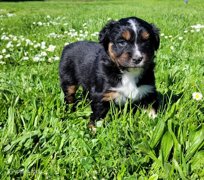 Gloria – Australian Shepherd puppy on hold in Newberg, OR