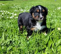 Gloria, a female Australian Shepherd for sale in Newberg, OR – Photo 1 of 5