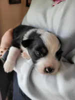 Badger, a female Australian Shepherd for sale in Newberg, OR – Photo 6 of 7