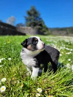 Badger, a female Australian Shepherd for sale in Newberg, OR – Photo 2 of 7