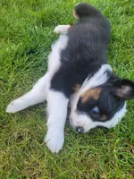 Badger, a female Australian Shepherd for sale in Newberg, OR – Photo 4 of 10